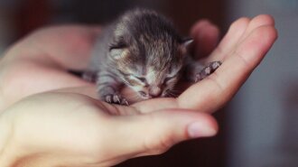 милые фото новорожденных котят