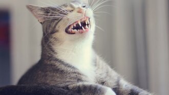 Улыбка до ушей: пользователи Сети показали, как смеются их котики