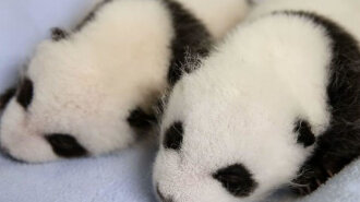Новорожденная панда (фото): что может быть милее?