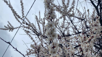 Весна, гороскоп, погода