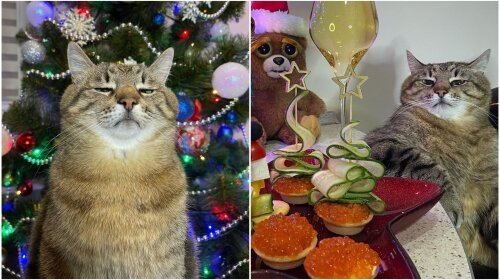 «Жизнь удалась!»: Как встретил Новый год самый знаменитый кот Украины Степан (фото)