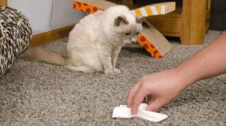 Как избавиться от запаха кошачьей мочи в доме