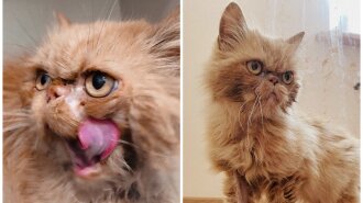 Кошка Шафа из Бородянки вернулась к настоящей хозяйке и хочет на марку от "Укрпочты": новые фото любимицы украинцев