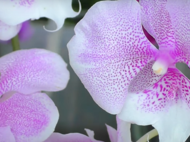 Орхидея. Фото: скриншот youtube.com