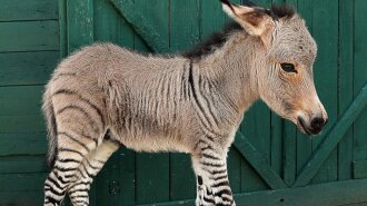 SPL_zebra_donkey_mthg_130725__16x9_1600