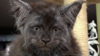 Кошка с "человеческим лицом" покорила Сеть (ФОТО)