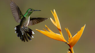 Восхитительные колибри или самые маленькие птицы в мире