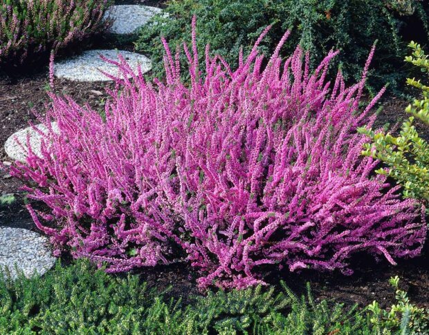 Цветы, которым не страшны холода: какие растения добавят красок в осеннем саду