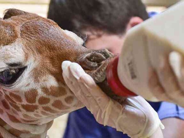 Month-Old-Giraffe-Julius-Euthanized-by-Maryland-Zoo