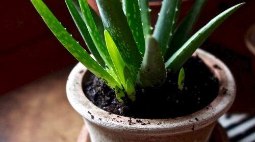 Алоэ по праву считается одним из самых полезных комнатных растений