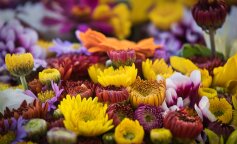 Як вибрати і продовжити життя букету квітів