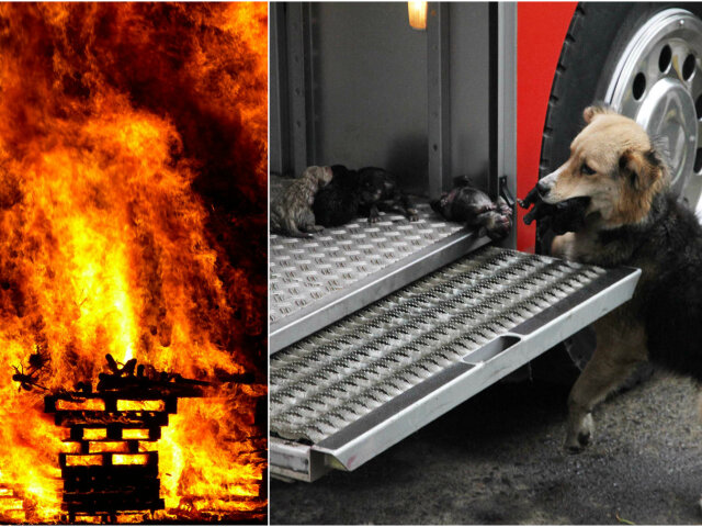 Собака спасла щенков из пожара и спрятала в пожарной машине