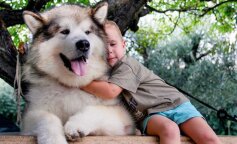 21 порода собак огромных размеров