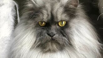 Самый хмурый кот в мире Джуно