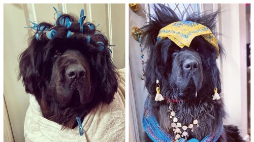 Від ворожки до пірата: господиня пса щодня робить йому кумедні зачіски