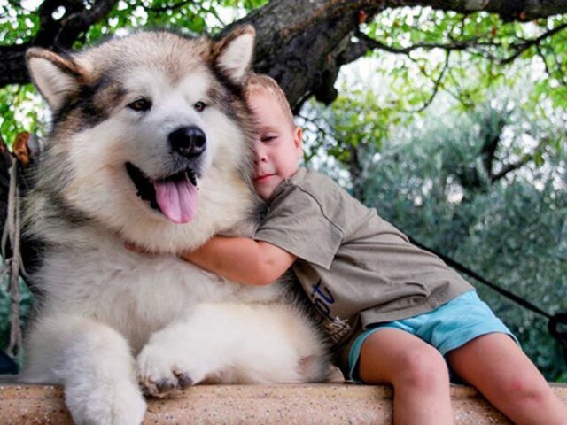 21 порода собак огромных размеров