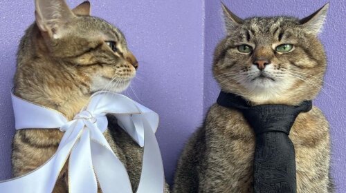 Кіт Степан після весілля серйозно зайнявся бізнесом – містить не лише молоду «дружину»