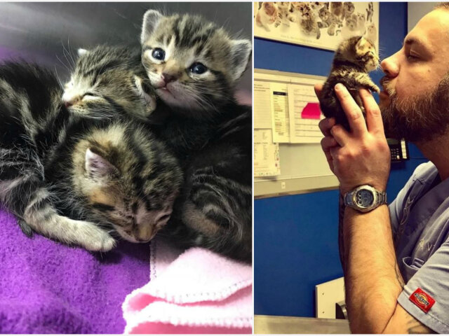 Історія порятунку: чоловік врятував трьох кошенят, і вони вирішили, що він їх мама