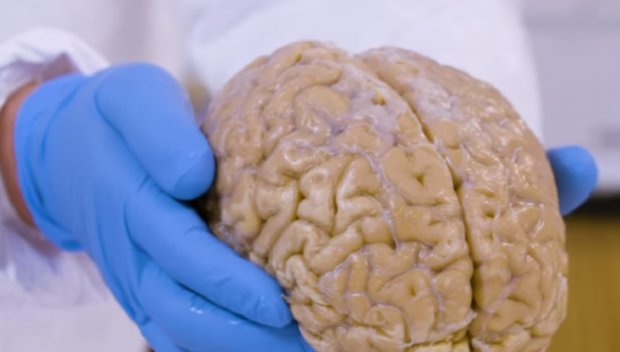 Цікаві факти про людський мозок