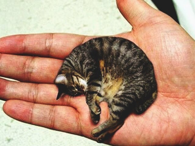 Самый маленький кот в мире Мистер Пиблз