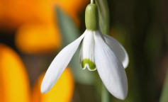 Весна, зображення: pexels.com