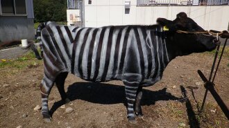 В Японії збираються перефарбувати корів у зебр (ФОТО)