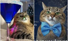 Украинского кота Степана номинировали на самую престижную премию в индустрии блогеров