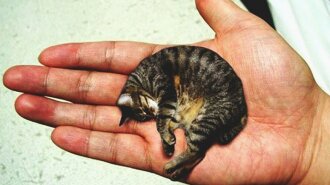 Самый маленький кот в мире Мистер Пиблз