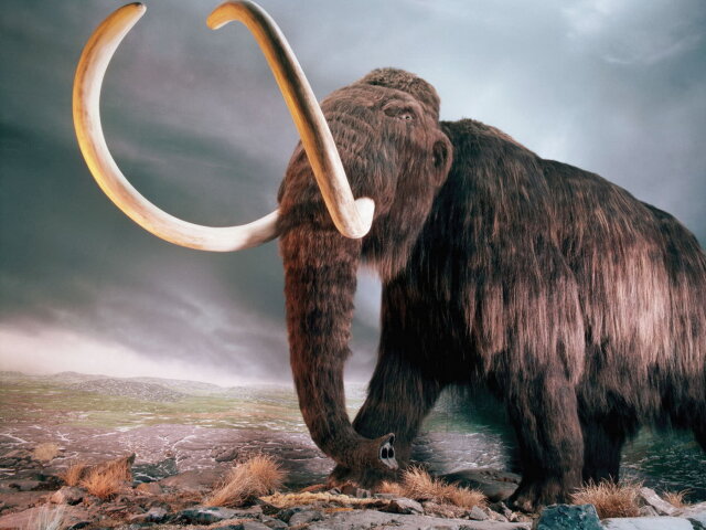 найбільше в історії поховання мамонтів
