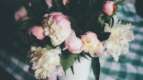 Комнатные цветы для красоты и здоровья