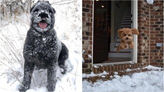 Топ-16 смішних фотографій: собаки, які радіють снігу як ніхто інший