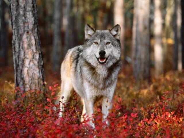 autumn-animals-wolf