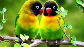 История любви двоих попугаев-неразлучников умилила Сеть