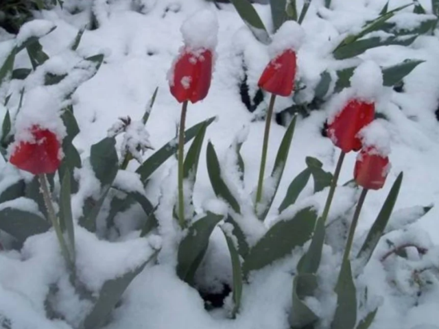 Сніг, погода, похолодання, кадр з відео