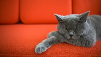 Кішки, які не линяють: ТОП-3 ідеальних для будинку, в якому живуть алергіки
