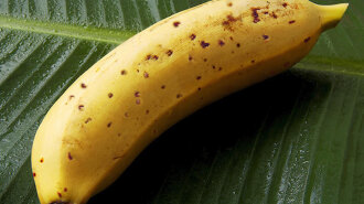 Британка купила банан з сотнею тропічних павуків всередині: фото
