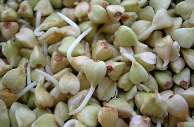 Пророщена гречка, зображення з вільних джерел