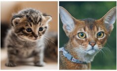 Великий кіт або маленьке кошеня: вибери тварину, а ми розповімо про кращі риси твого характеру