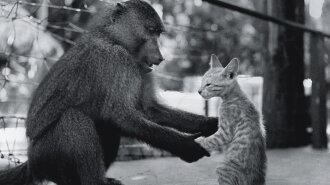 Фото: обезьяна учит кота обезьяньим повадкам