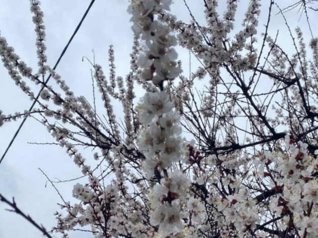 Весна, гороскоп, погода