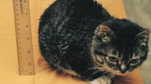Помещается в стакане: как выглядит самый маленький кот в мире