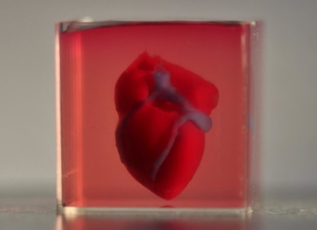 Ученым впервые удалось напечатать живое сердце