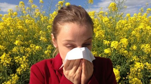 Аллергия на амброзию: врач ответила на главные вопросы пациентов