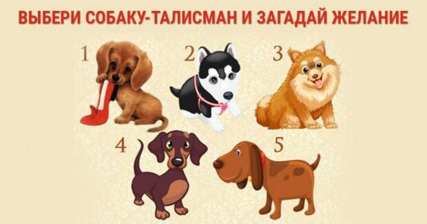 Тест-передбачення: загадай бажання, а собаки скажуть відповідь