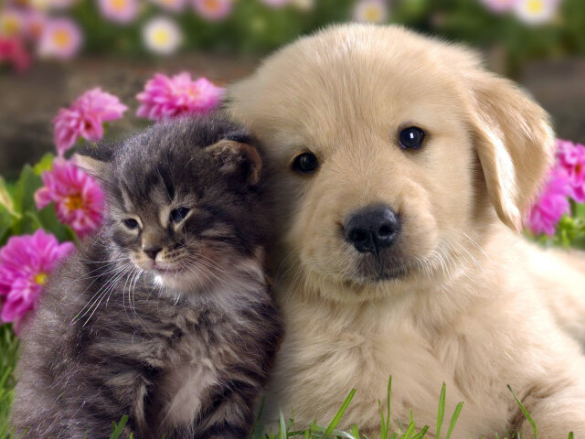 Кошка и собака дружат