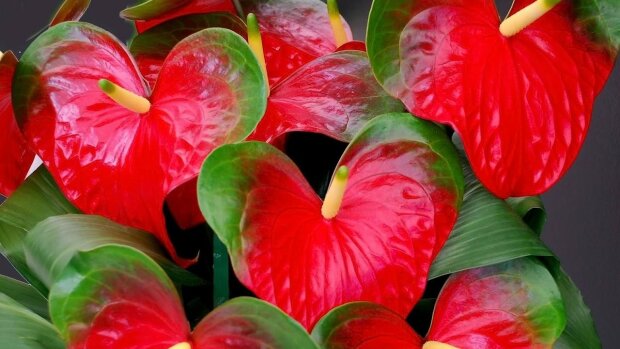 Кімнатні квіти, які приносять любов