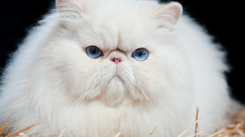 Три породы кошек вызывают самую сильную аллергию