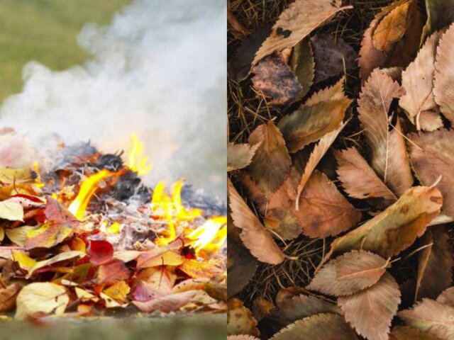 Що робити з опалим листям