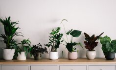 5 речей, які треба зробити до холодів: підготуй кімнатні рослини до зимового сезону