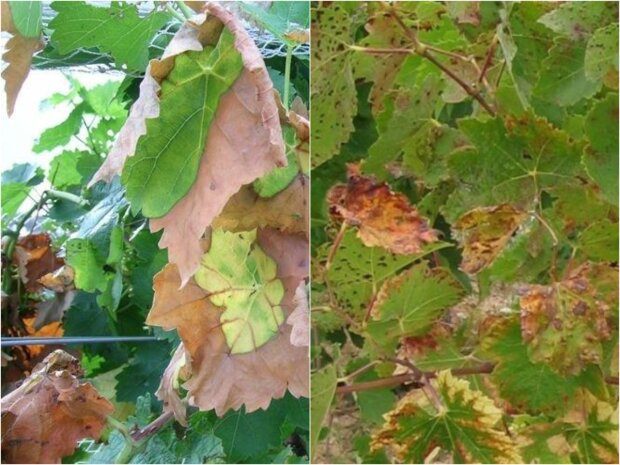 Виноградне листя
